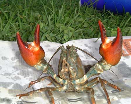 x125a Crayfish closeup